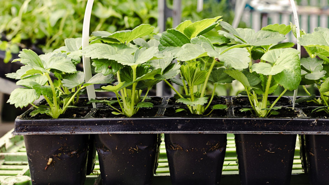 aardbeienplantjes in potjes